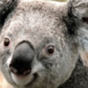 Meet your Posher, Henry